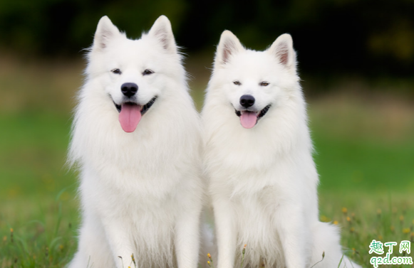 去泪痕的狗粮效果好吗 如何让狗狗摆脱泪痕困扰