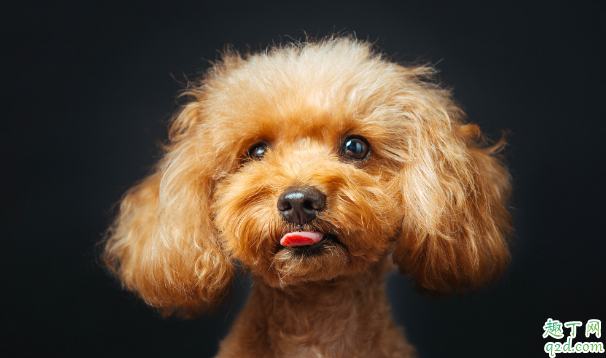 泰迪有点泪痕正常吗 泰迪泪痕能不能治好