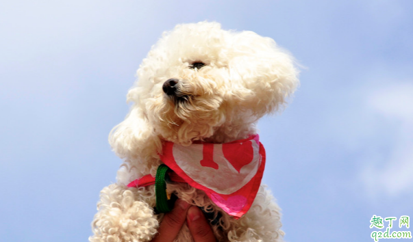 泰迪有点泪痕正常吗 泰迪泪痕能不能治好