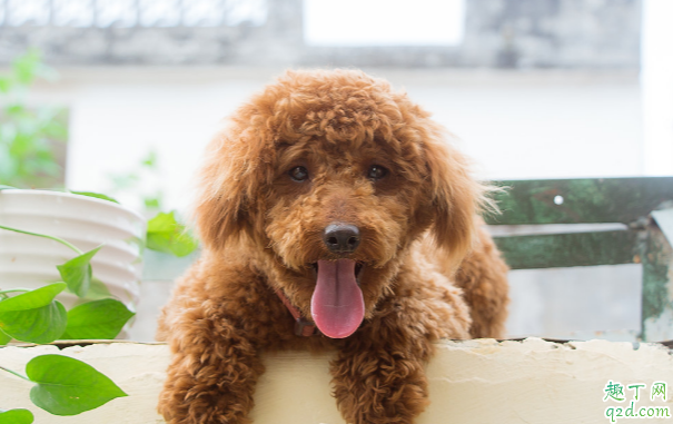 泰迪有点泪痕正常吗 泰迪泪痕能不能治好