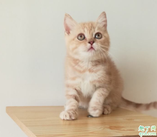 三个月的小猫的猫藓怎么治 猫藓会传染给人吗