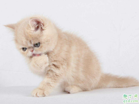 三个月的小猫的猫藓怎么治 猫藓会传染给人吗