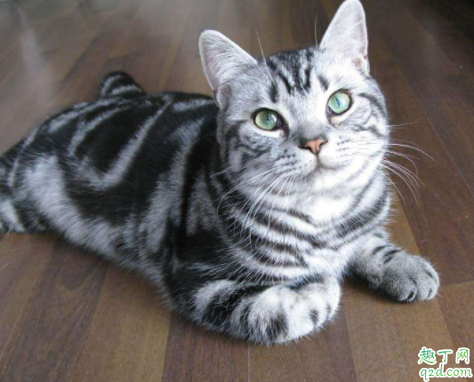 三个月的小猫的猫藓怎么治 猫藓会传染给人吗