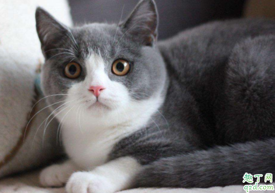 三个月的小猫的猫藓怎么治 猫藓会传染给人吗