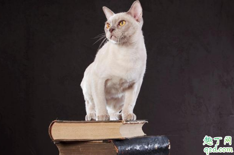 猫脖子被咬破变成癣了怎么回事 猫咪有猫藓处理技巧