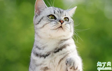 猫脖子被咬破变成癣了怎么回事 猫咪有猫藓处理技巧