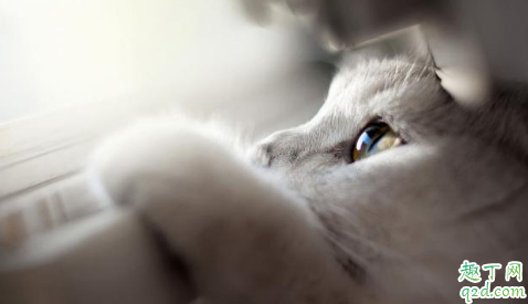 猫脖子被咬破变成癣了怎么回事 猫咪有猫藓处理技巧