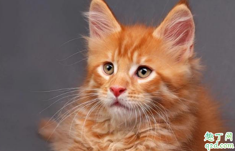 猫脖子被咬破变成癣了怎么回事 猫咪有猫藓处理技巧