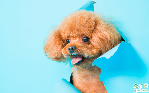 泰迪有牙结石怎么办 如何预防宠物牙结石