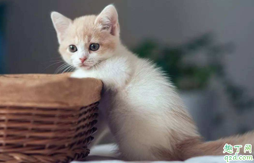 猫要从小养才会跟主人亲近吗 猫咪不亲近人怎么办