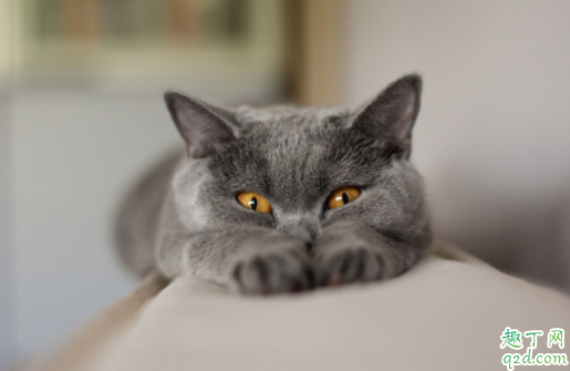 猫要从小养才会跟主人亲近吗 猫咪不亲近人怎么办