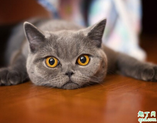 猫要从小养才会跟主人亲近吗 猫咪不亲近人怎么办