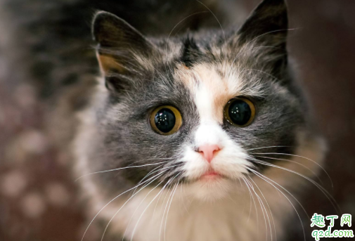 猫要从小养才会跟主人亲近吗 猫咪不亲近人怎么办