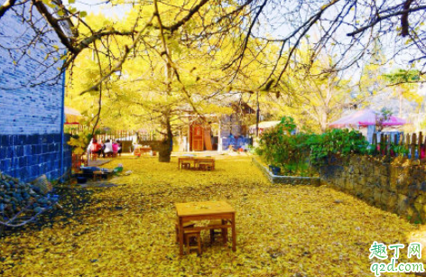 一月去腾冲银杏村还有吗 云南腾冲银杏村门票多少钱