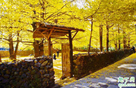 一月去腾冲银杏村还有吗 云南腾冲银杏村门票多少钱