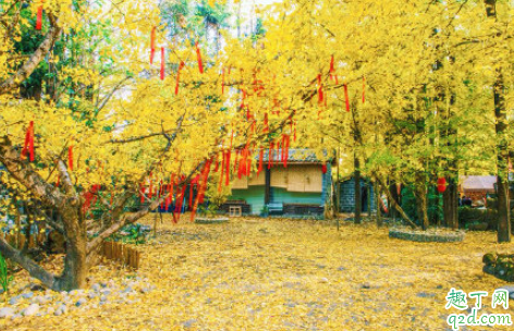 一月去腾冲银杏村还有吗 云南腾冲银杏村门票多少钱