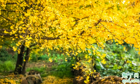 大理到腾冲客车要坐多久 腾冲到银杏村坐车方便吗