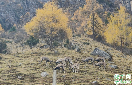 毕棚沟门票可以玩几天 毕棚沟门票多少钱及免费政策