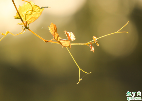 2020什么时候处暑几点几分 什么叫处暑不出头割谷喂老牛