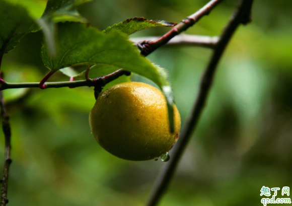 2020黄梅天一般几月份 黄梅时节是什么季节2020