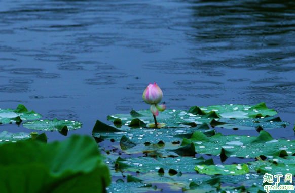 2020黄梅天一般几月份 黄梅时节是什么季节2020