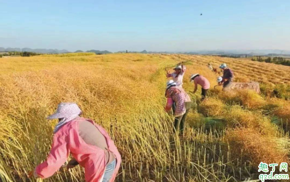 2020年的立秋是上午还是下午 2020立秋适合结婚吗