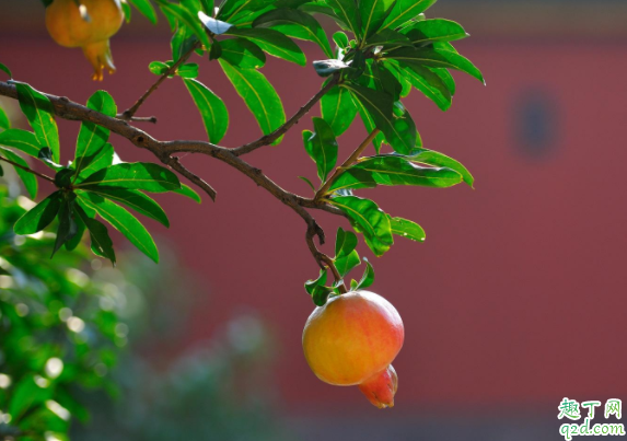 2020年白露是属于七月还是八月 2020白露节气是几点几分开始