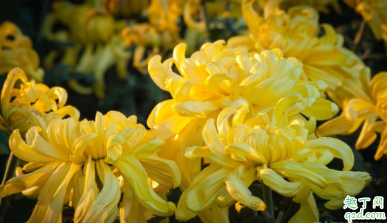 2020年的重阳节是星期几 2020年重阳节适不适合结婚