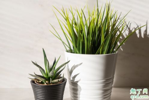 芦荟心烂了还能活吗 芦荟烂心怎么补救