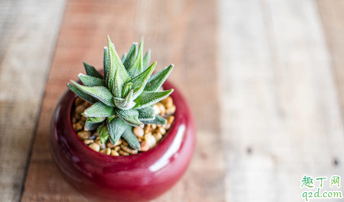芦荟心烂了还能活吗 芦荟烂心怎么补救