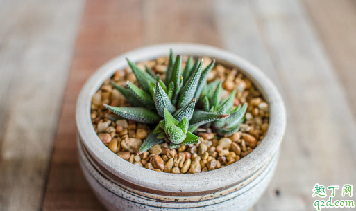 芦荟冻了还有办法挽救吗 如何有效防止芦荟冬天冻伤