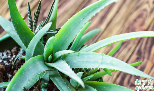 芦荟冻了还有办法挽救吗 如何有效防止芦荟冬天冻伤