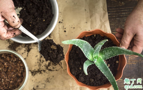 芦荟啥时候换盆好 给芦荟换盆要注意些啥