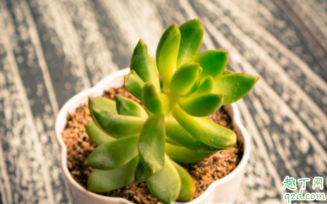 芦荟啥时候换盆好 给芦荟换盆要注意些啥