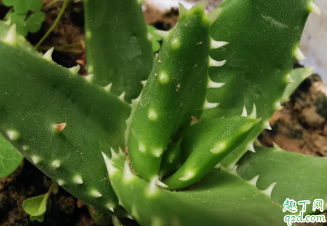 芦荟啥时候换盆好 给芦荟换盆要注意些啥