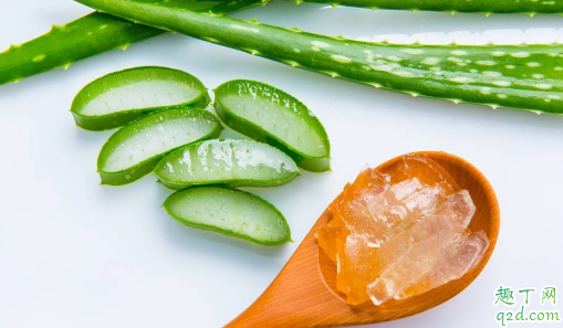 家养的芦荟能不能吃 芦荟的吃法有哪些