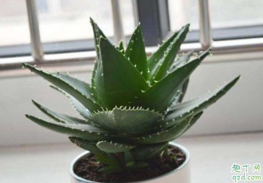 芦荟是喜光还是怕光 芦荟放哪里养比较好