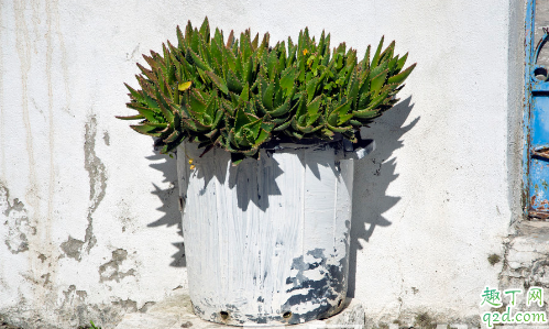 芦荟能不能放在阳台上养 芦荟放阳台上需注意哪些事项