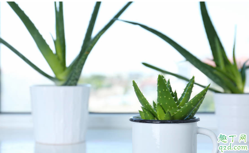 芦荟能不能放在阳台上养 芦荟放阳台上需注意哪些事项