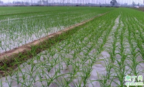 大蒜种植是先扣薄膜还是先浇水 种大蒜不盖地膜行吗