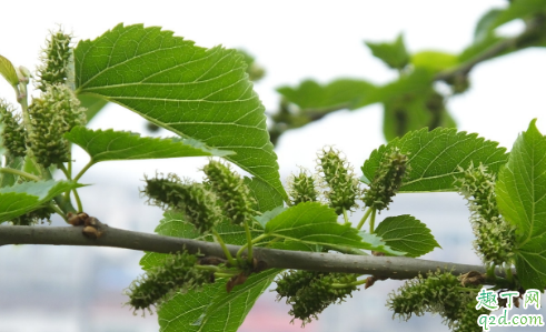 什么时候采摘的桑叶最有价值 采完的桑叶怎么保存