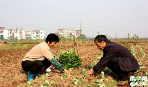 油菜籽9月份能直接播种吗 油菜籽如何挑选