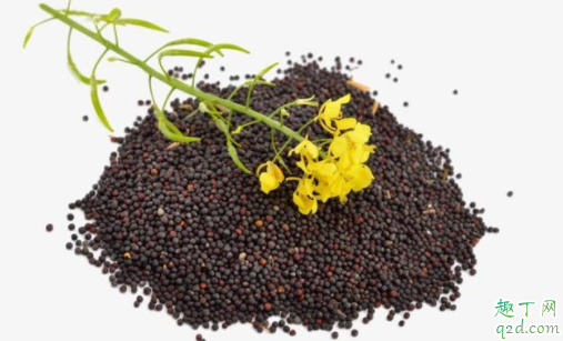 油菜籽9月份能直接播种吗 油菜籽如何挑选