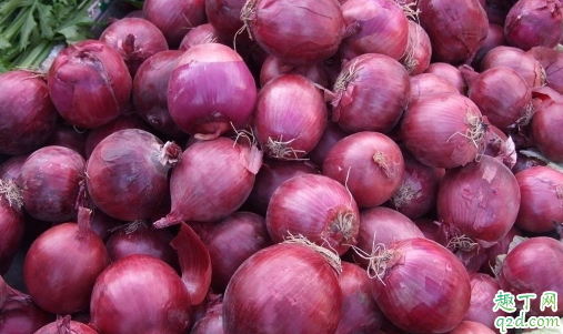 洋葱好养活吗 洋葱啥时候种最好