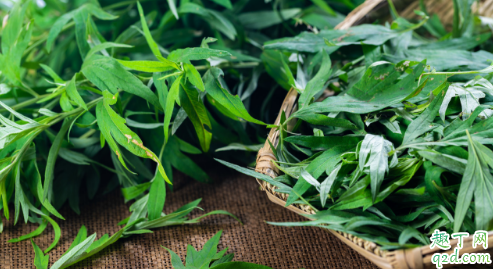 艾叶艾草是同一种植物吗 艾草和艾叶怎么区分