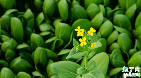 油菜红叶是不是病 油菜红叶该怎么防治