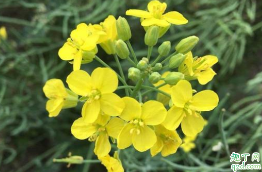 油菜什么品种产量高 秋种怎样选择油菜种