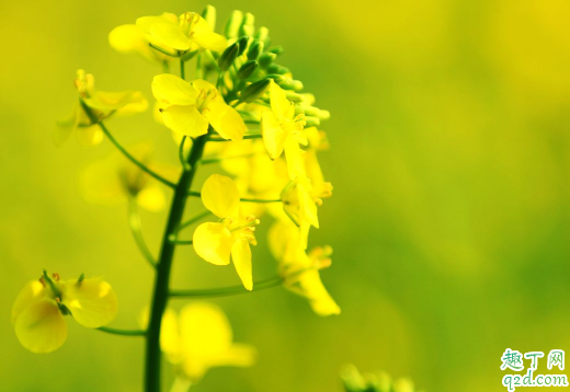 油菜什么品种产量高 秋种怎样选择油菜种