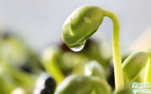 怎样发绿豆芽不烂 泡发的豆芽长不粗是什么情况