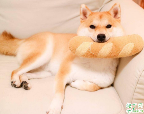 三个月大的柴犬便秘正常吗 狗狗拉不出便便怎么办